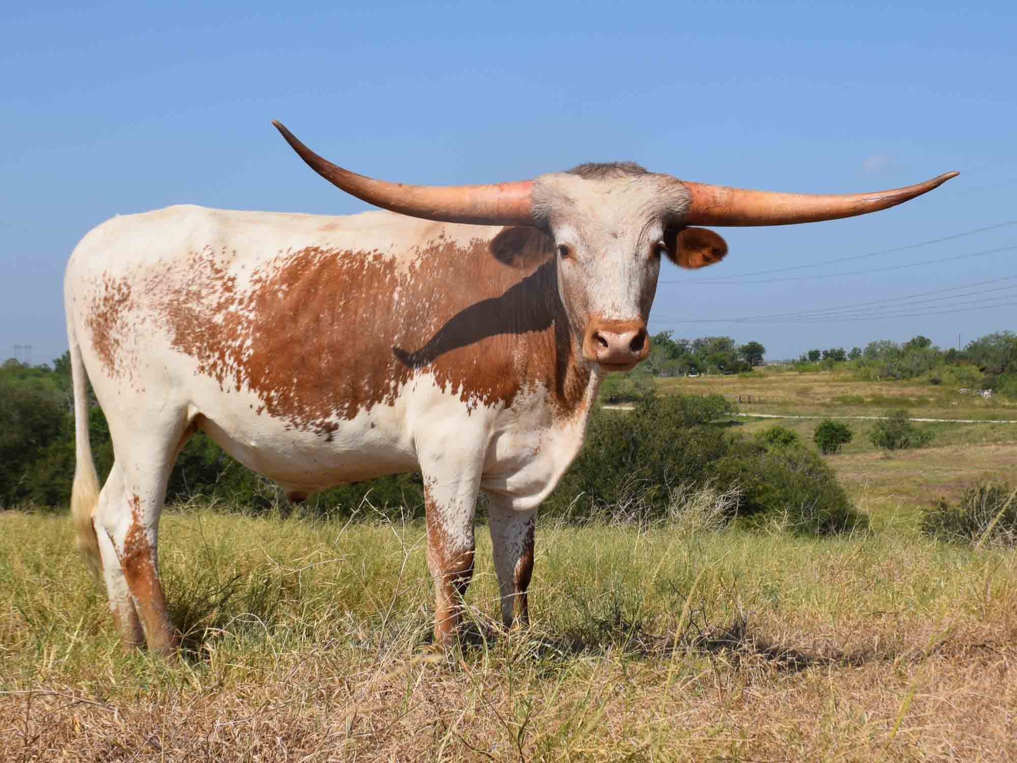 Rocking O Longhorns Texas Longhorn bull calves for sale